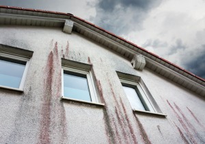 Vorsicht: Schimmelpilz und Algen an der Fassade